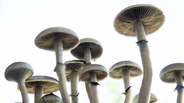 Psilocybin magic mushrooms against white background
