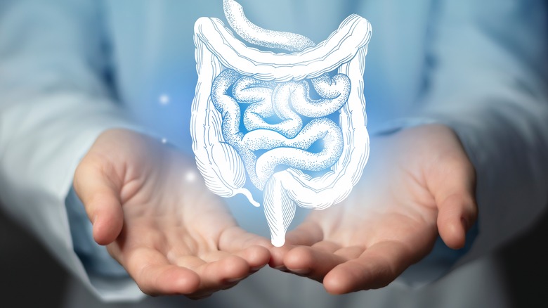 doctor holding intestine hologram