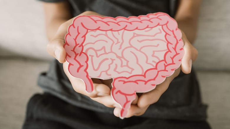 man holding model of intestines 