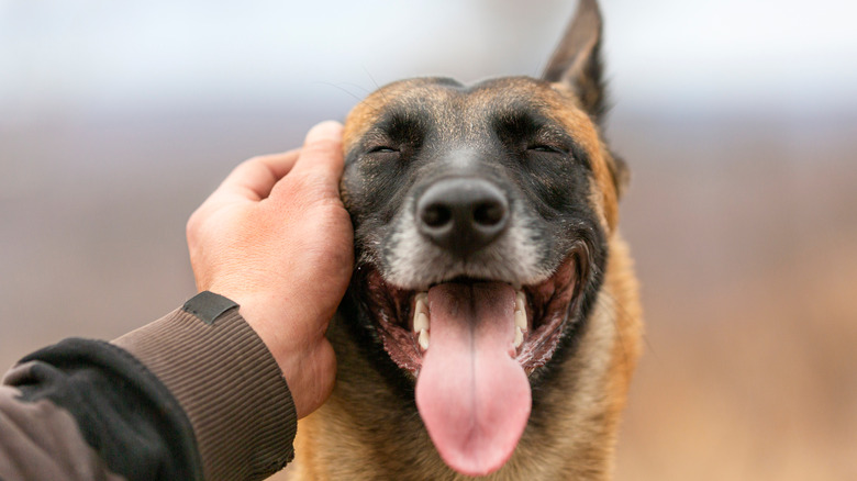 A owner pets a dog