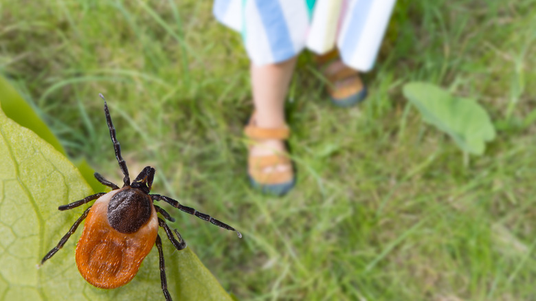 Tick hovering over human legs