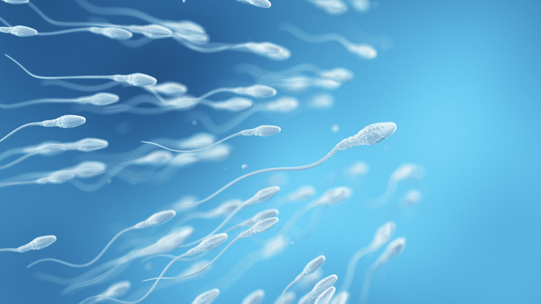 swimming sperm