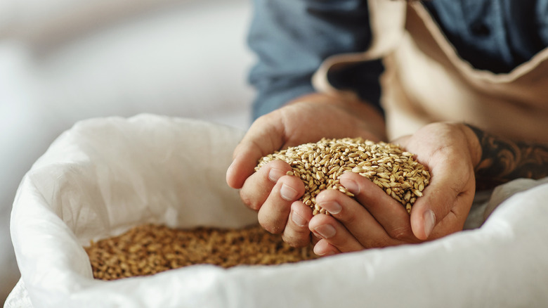 man holding grains of wheat in his hands