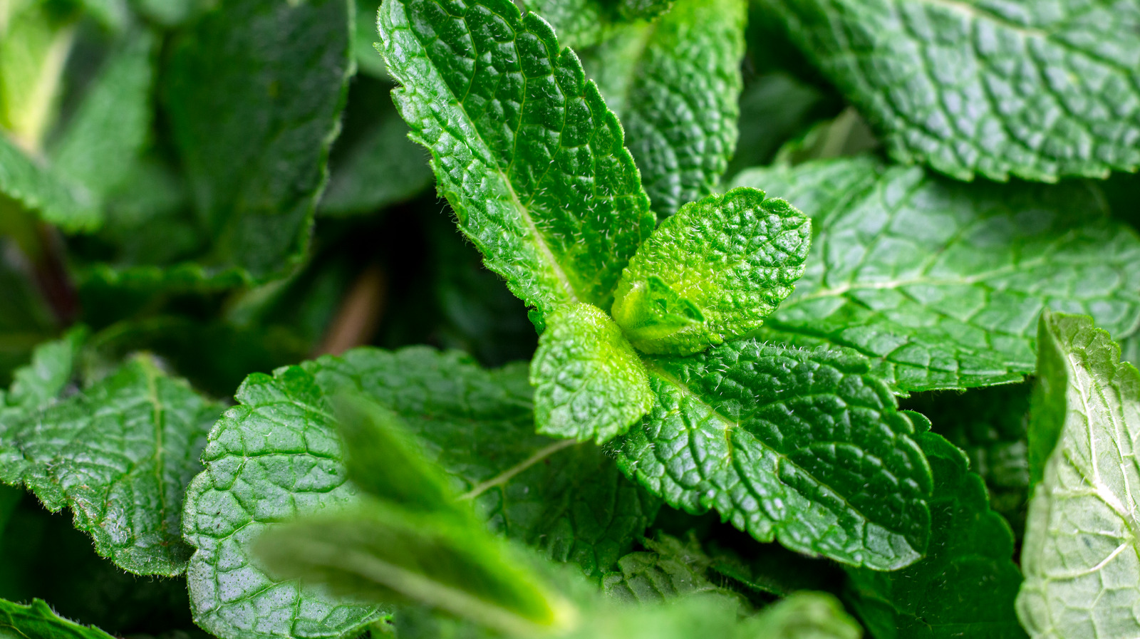 Does Mint Help With Nausea 