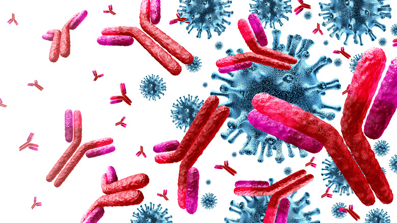 Antibodies attacking virus cells