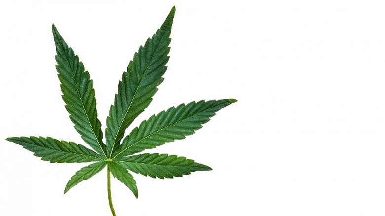 cannabis leaf