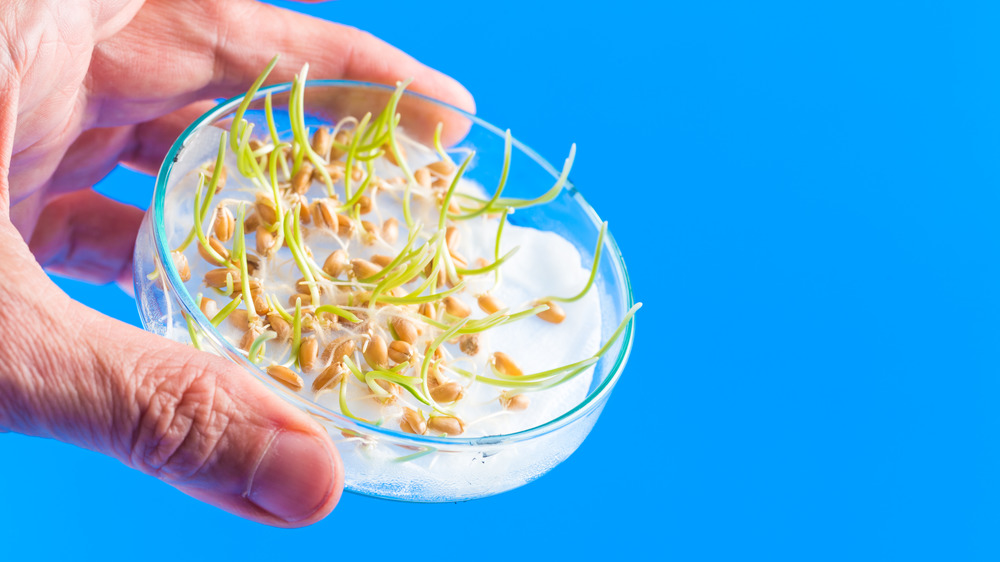 seeds sprouting in petri dish