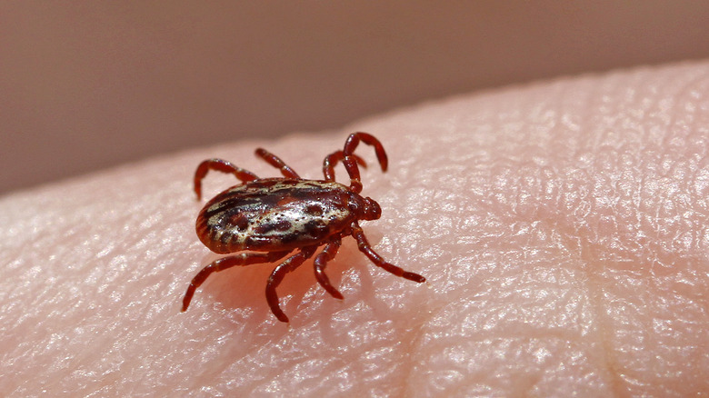 dog tick on skin