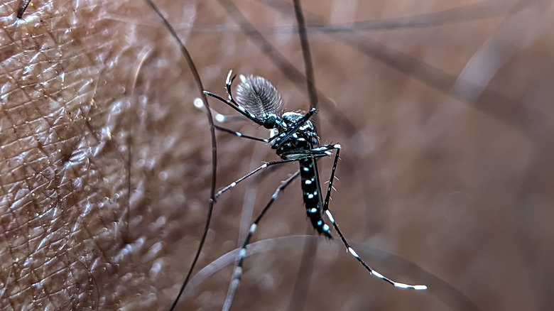 mosquito biting skin