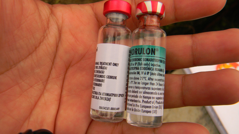 Closeup of a hand holding vials of HCG 