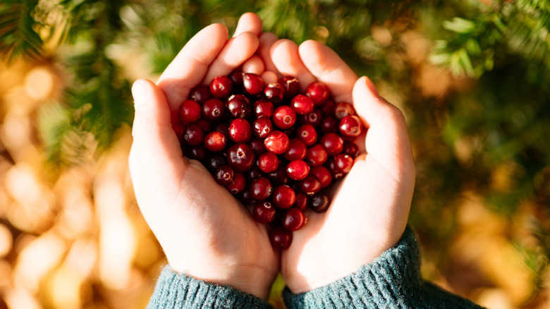 hands holding many cranberries