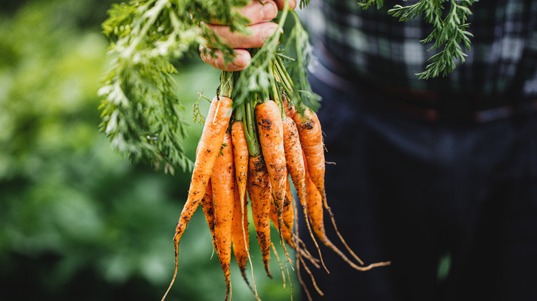 man holding a bunch of carrots