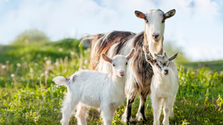 Mother goat with two kids