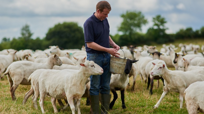 Man feeding sheep on a farm