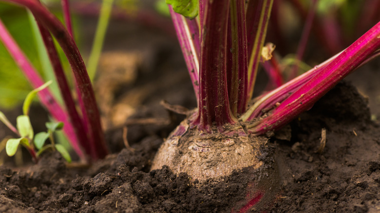 Fresh beets being pulled from the soil