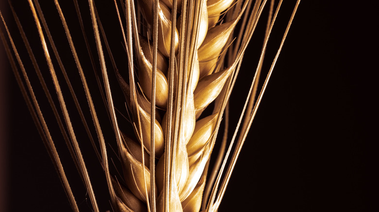 Close up of a barley plant against a black background