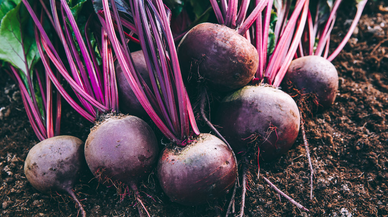 Beets fresh from the ground