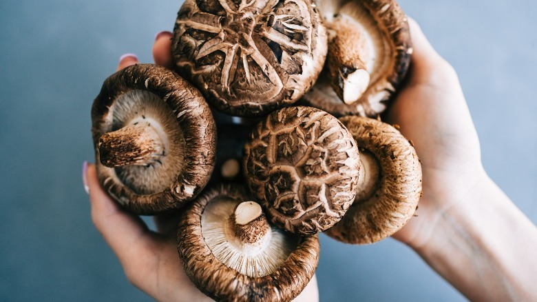 shiitake mushrooms in hands