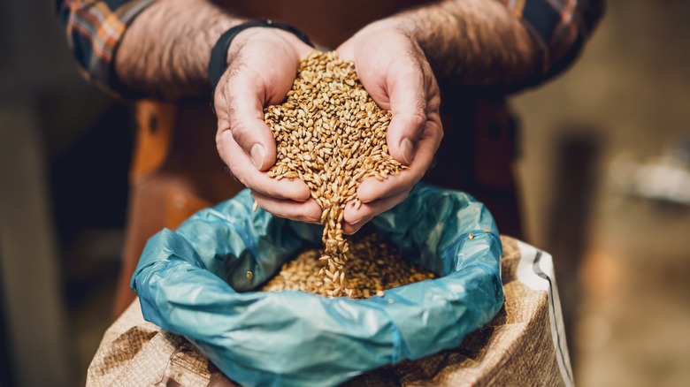 brewer holding large handful of barley