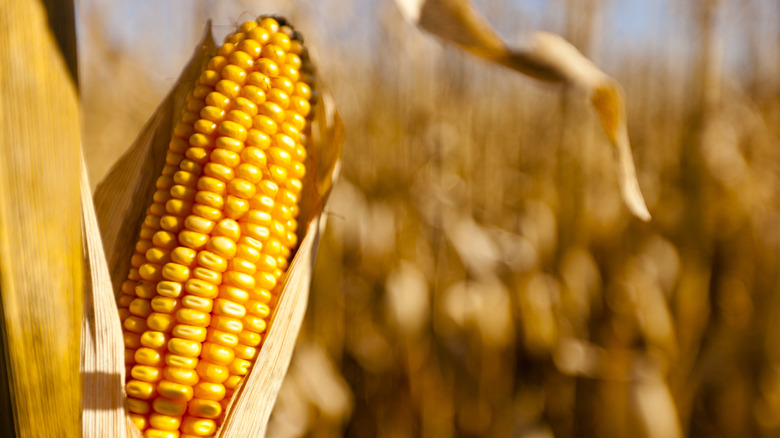 Corn on a cornstalk with corn field in the background