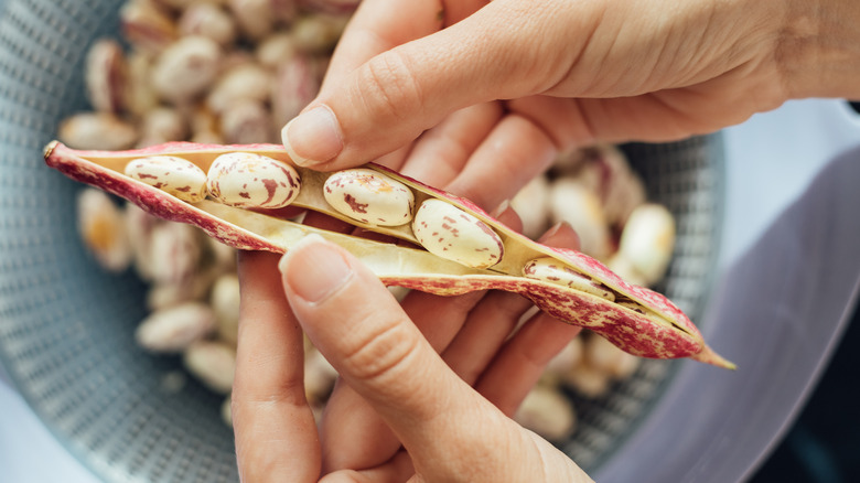 woman's hand holding bean in pod