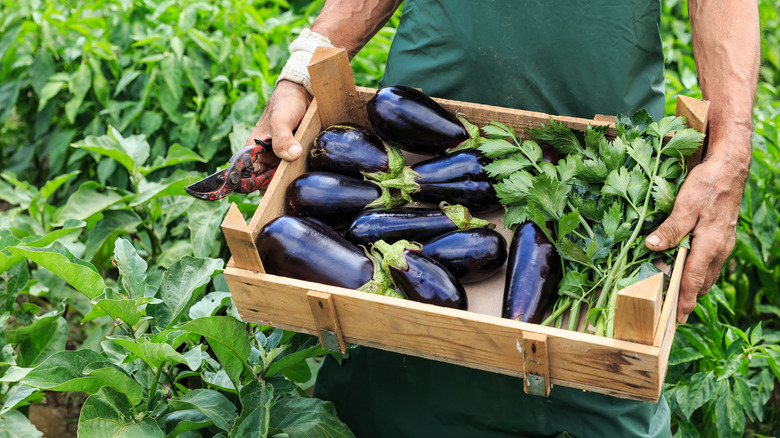 Fresh eggplants