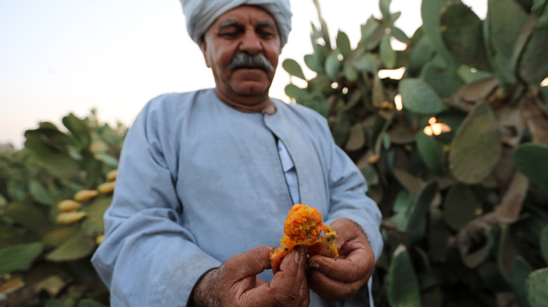 A man holding a fresh prickly pear fruit