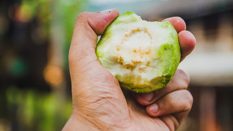 Half-eaten guava fruit in hand