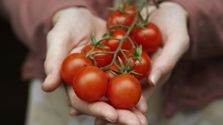 hand holding cherry tomatoes on the vine