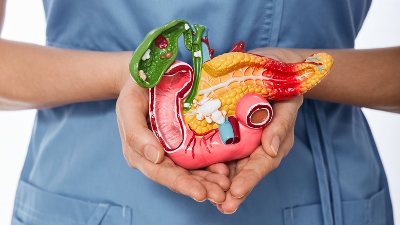 Anatomical model of the pancreas