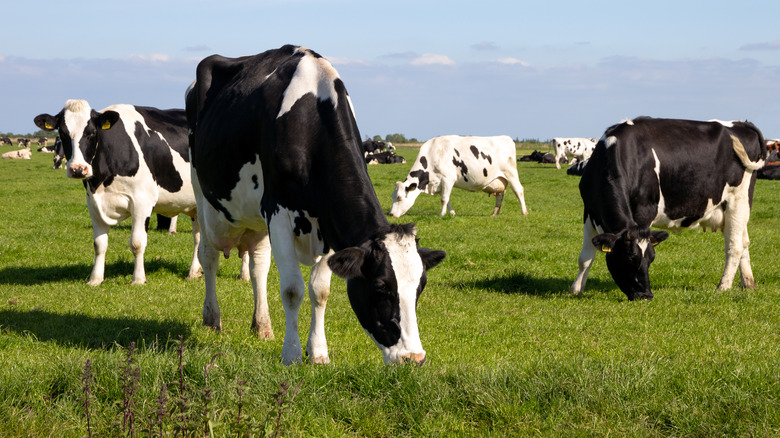 Cattle grazing on grass outdoors