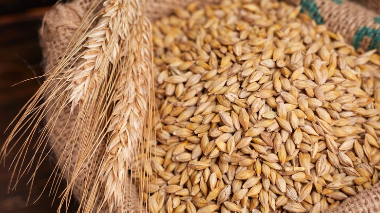 Barley plant by barley grains
