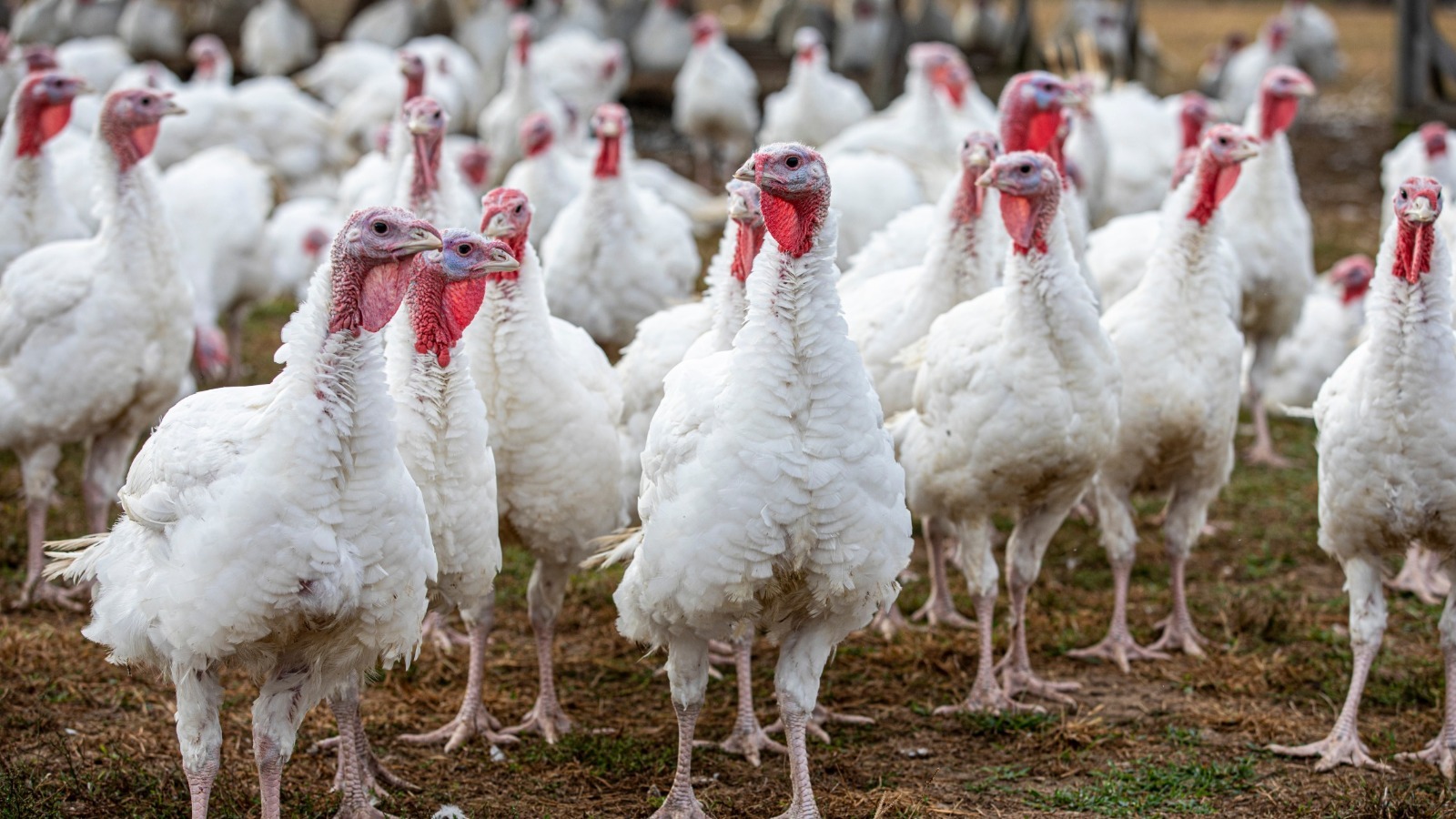 Everything We Know About The Avian Flu Outbreak