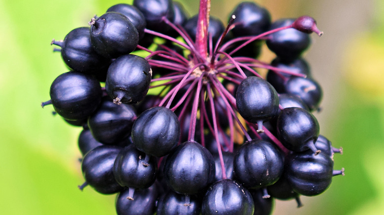 Eletherococcus berries