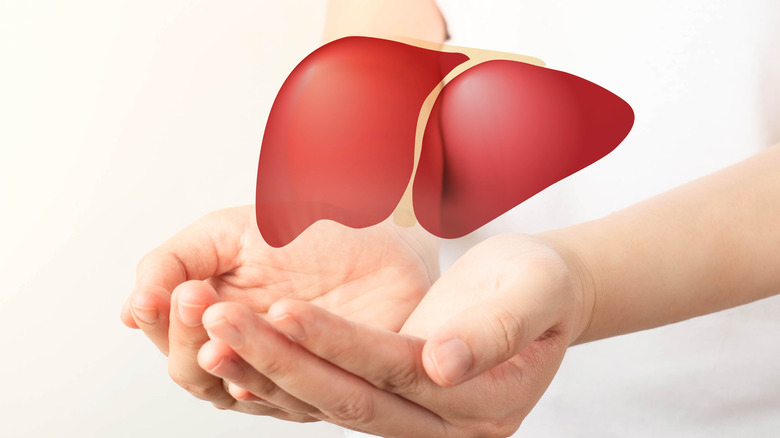 Liver concept floating above cupped hands