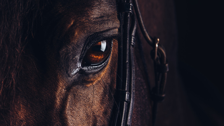 view of horse's head and eye