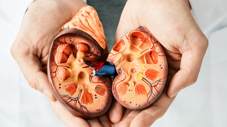 Hands holding plastic kidney model