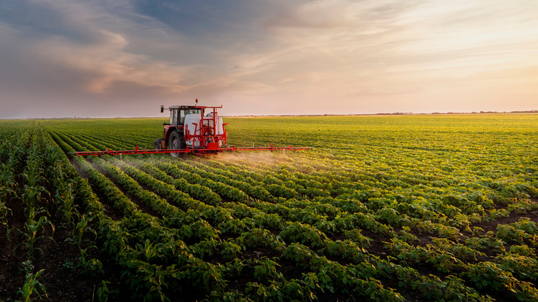 Conventional farm growing soybeans in field