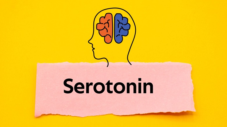 Brain and serotonin