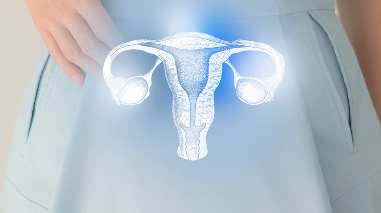 Artistic concept of uterus and ovaries