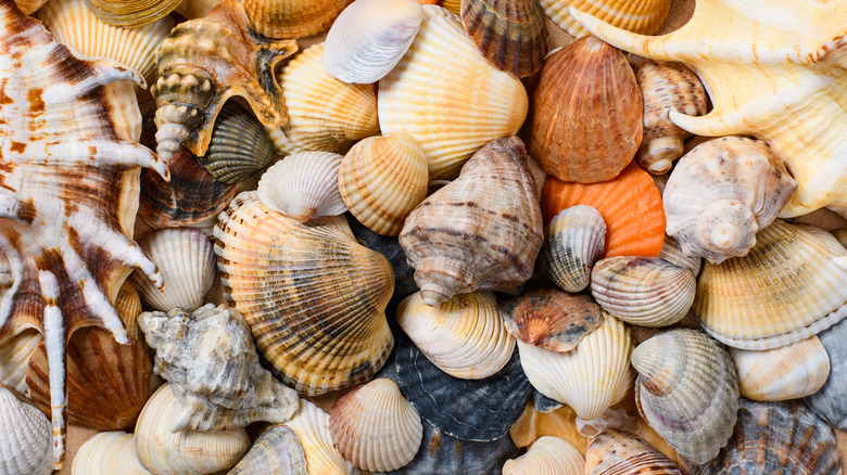 varieties of sea shells