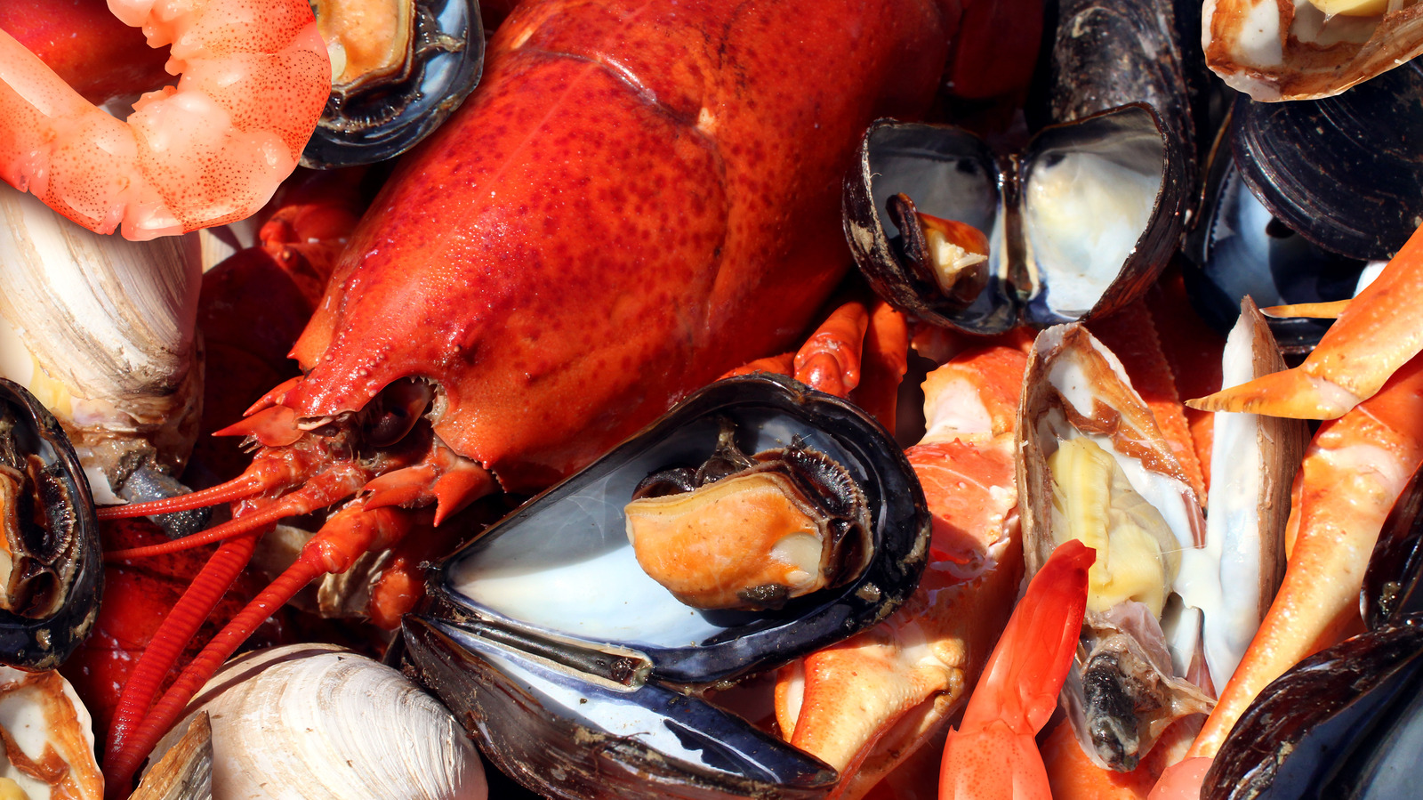 everything-you-need-to-know-about-shellfish-allergies