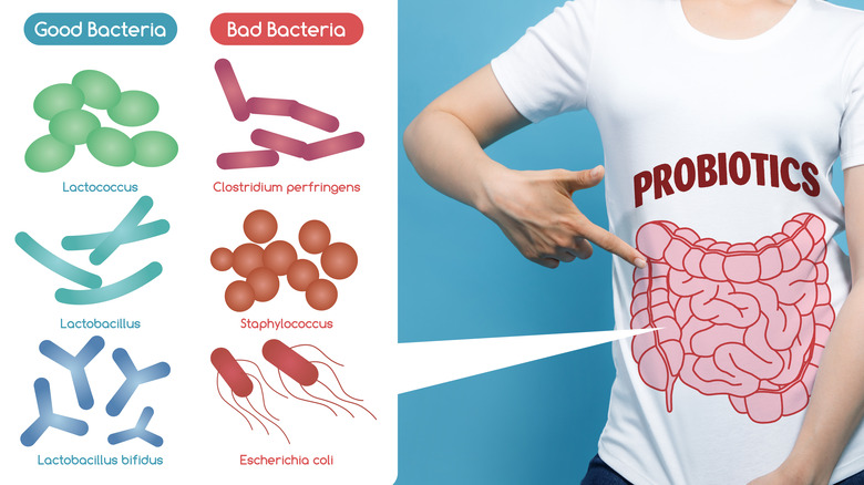 diagram of good and bad bacteria