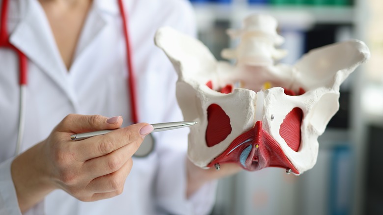 model of female pelvis