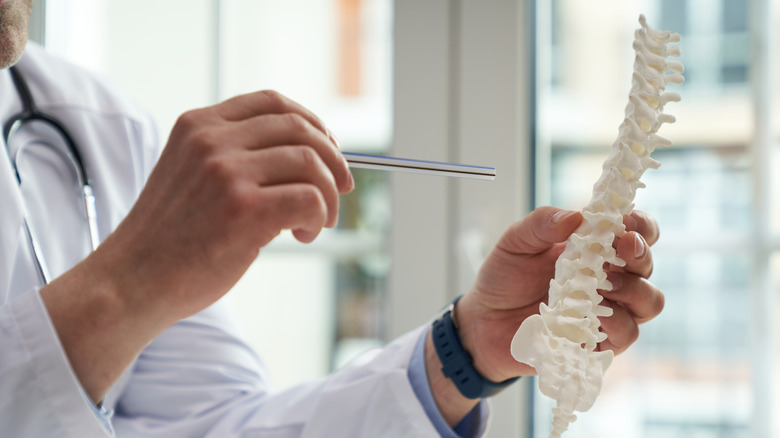 male doctor holding human spine model 