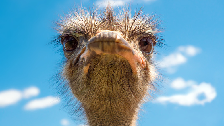 ostrich with clear blue sky
