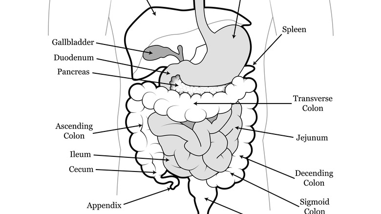 Diagram of abdominal organs.