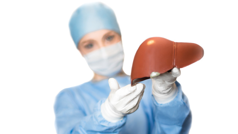 Doctor holding a liver model