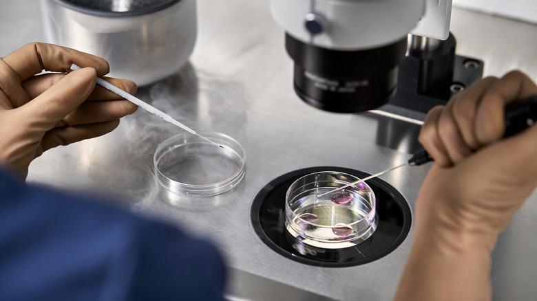 Lab technician working in an IVF lab