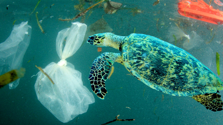 sea turtle swimming in plastic
